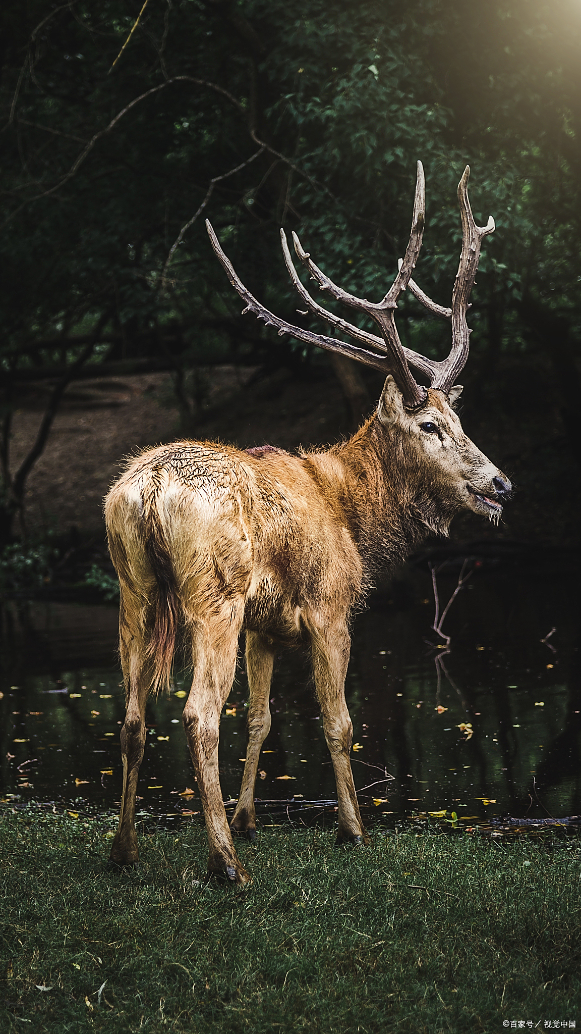 射阳为何能成为麋鹿的理想家园?