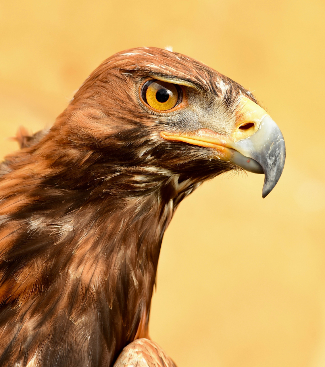 老鹰在艰难困苦的逆境中,历尽艰辛磨难蜕变而得以重生,成为世界上最