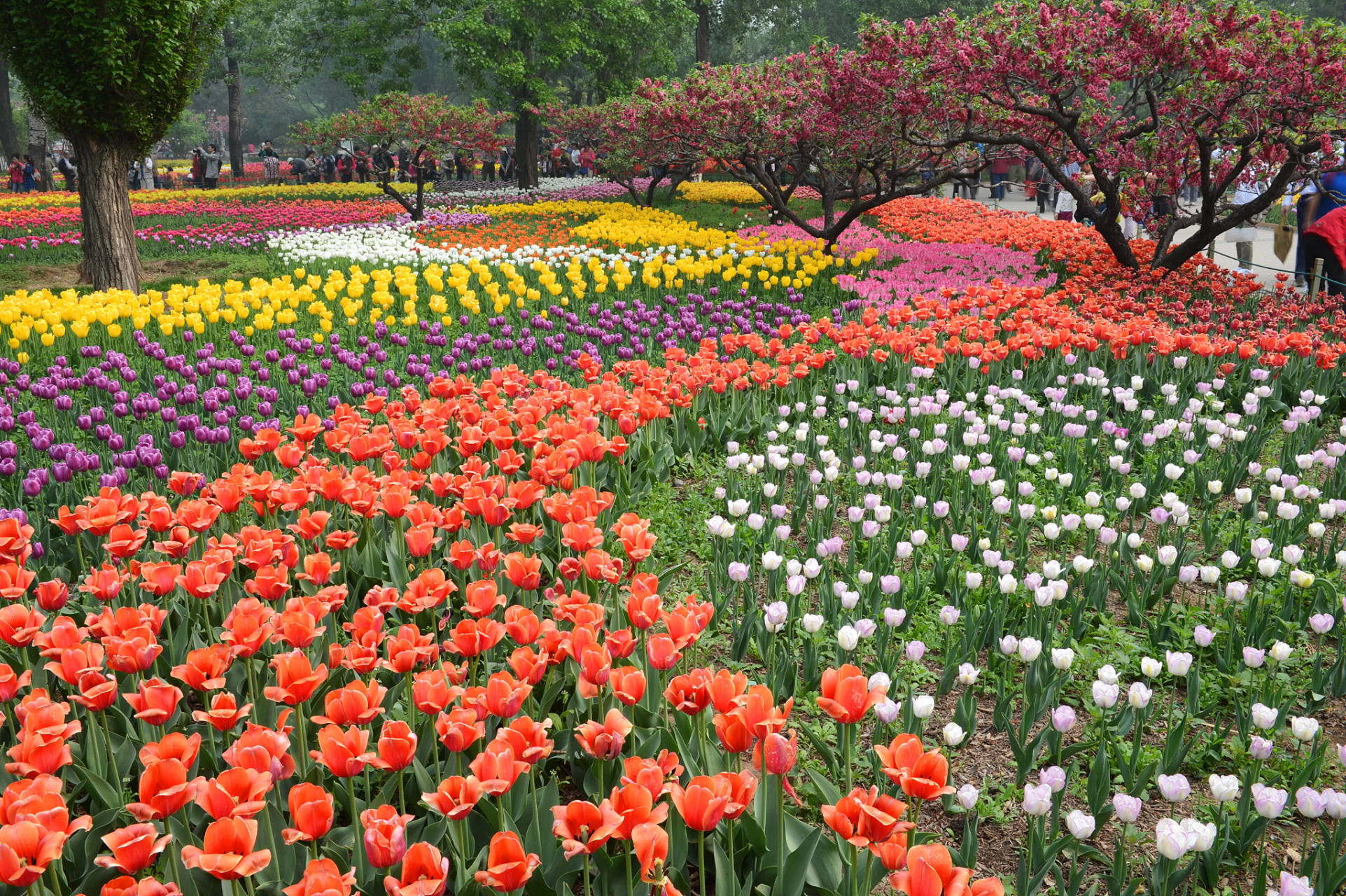 北京植物园,这座位于北京市区西北部的绿色宝藏,距离香山公园仅约5