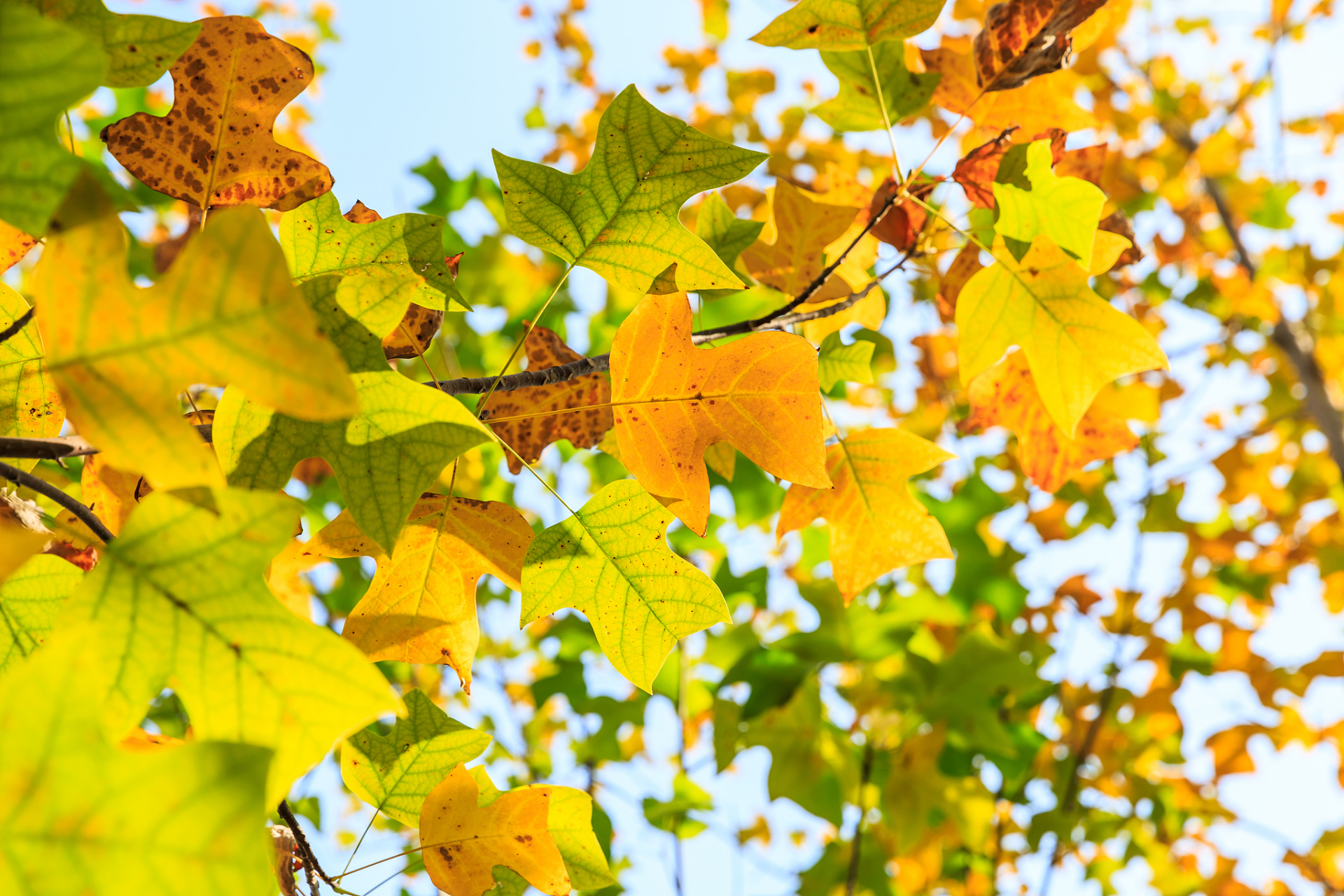 寻找百度ai写手计划# 梧桐,又称中国梧桐,是梧桐科梧桐属的一种植物.