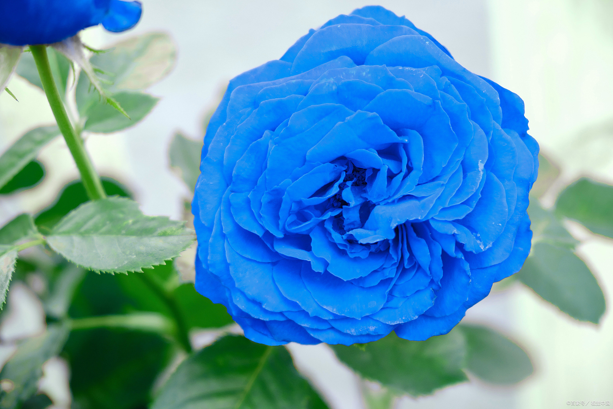 1 了解花卉的习性蓝色天空月季花图片蓝色月季花图片阳光下蓝月季花