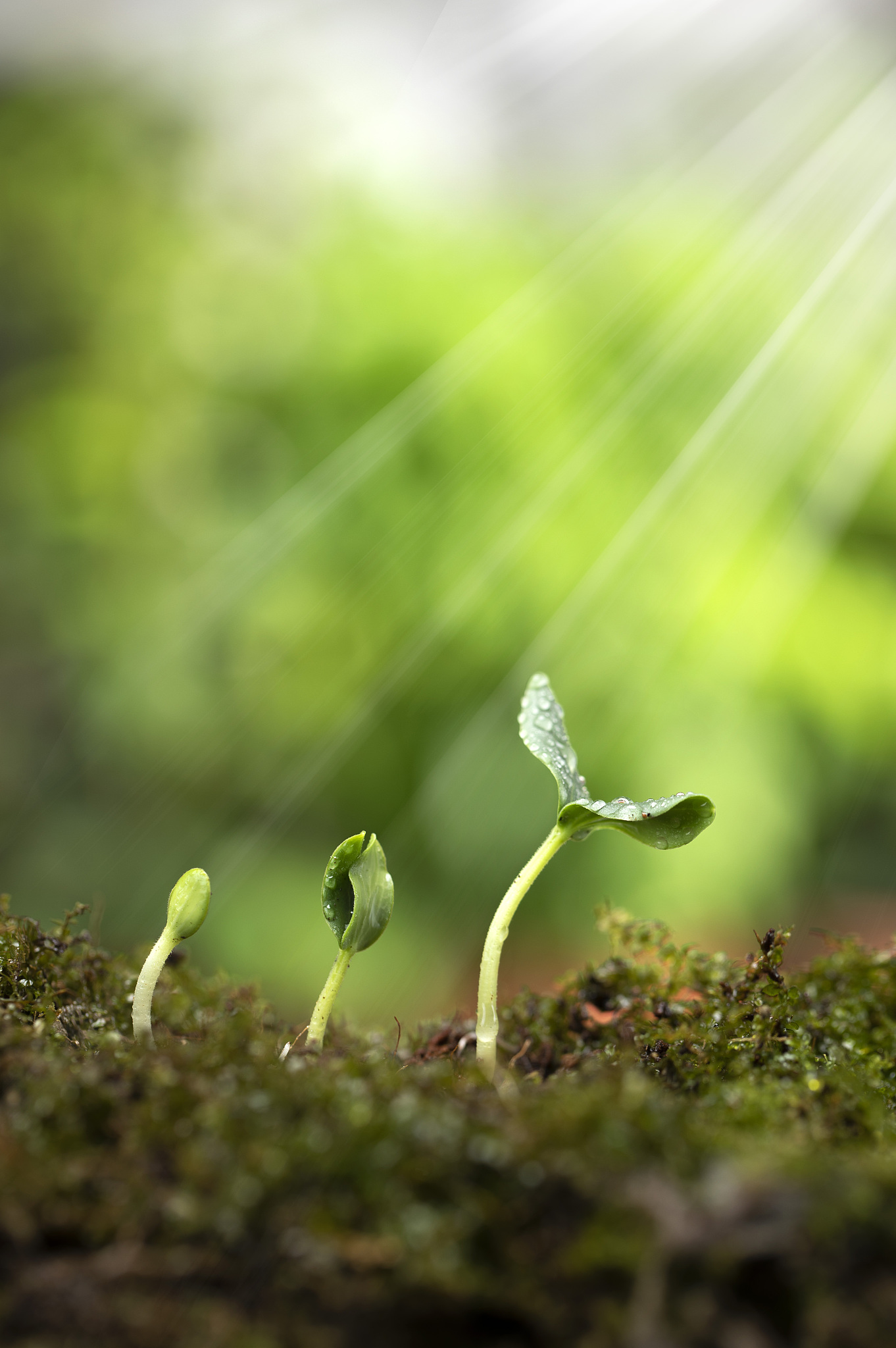 生活,释怀释然几分,枷锁就脱落几分.因释怀而轻盈,因释然而通透
