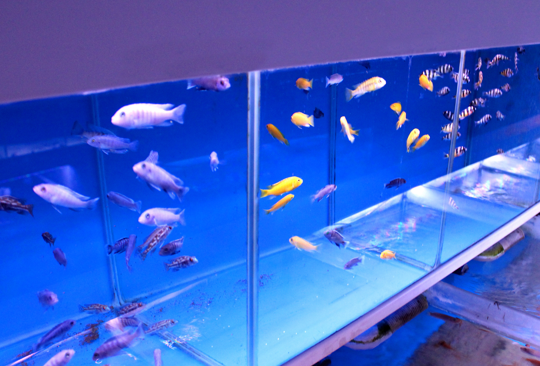 异形弧形亚克力鱼池定制,大型鱼池设计施工 #亚克力鱼缸定制# 鱼缸