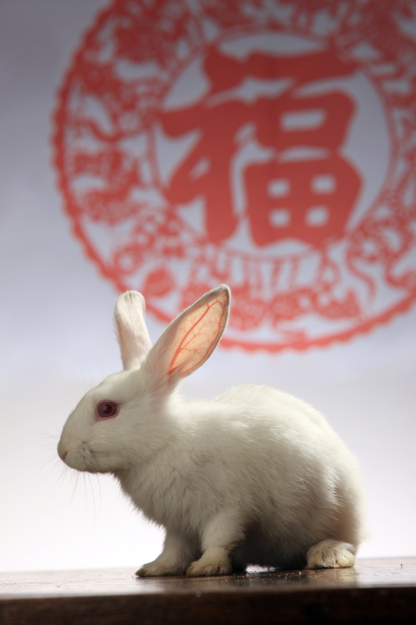 202年生肖兔运势(二零二二年属兔的运气)