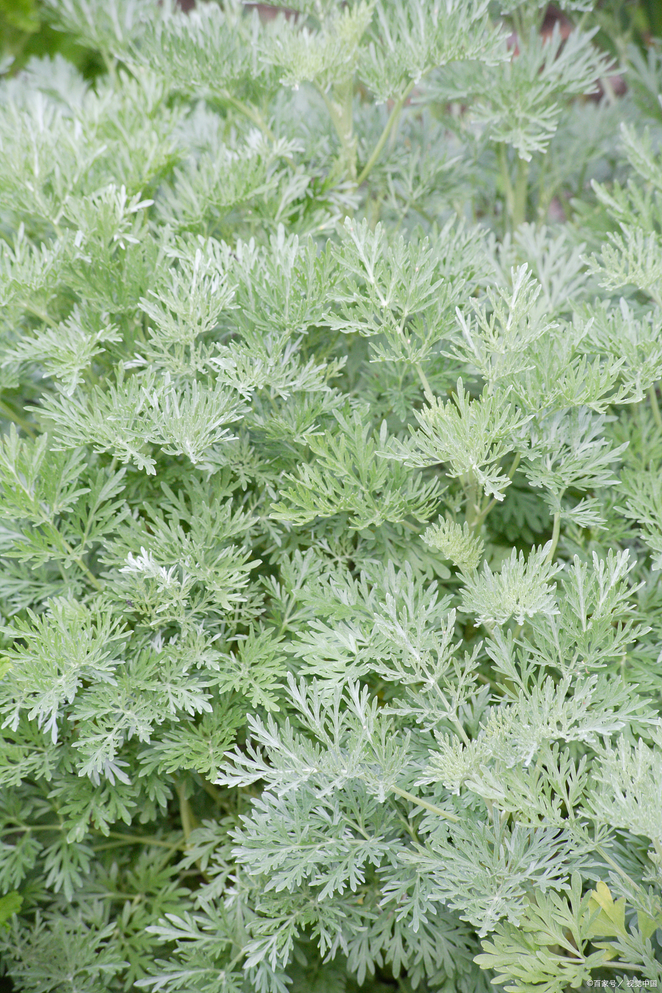 春季养肝黄金期!茵陈的养生妙用,错过再等一年