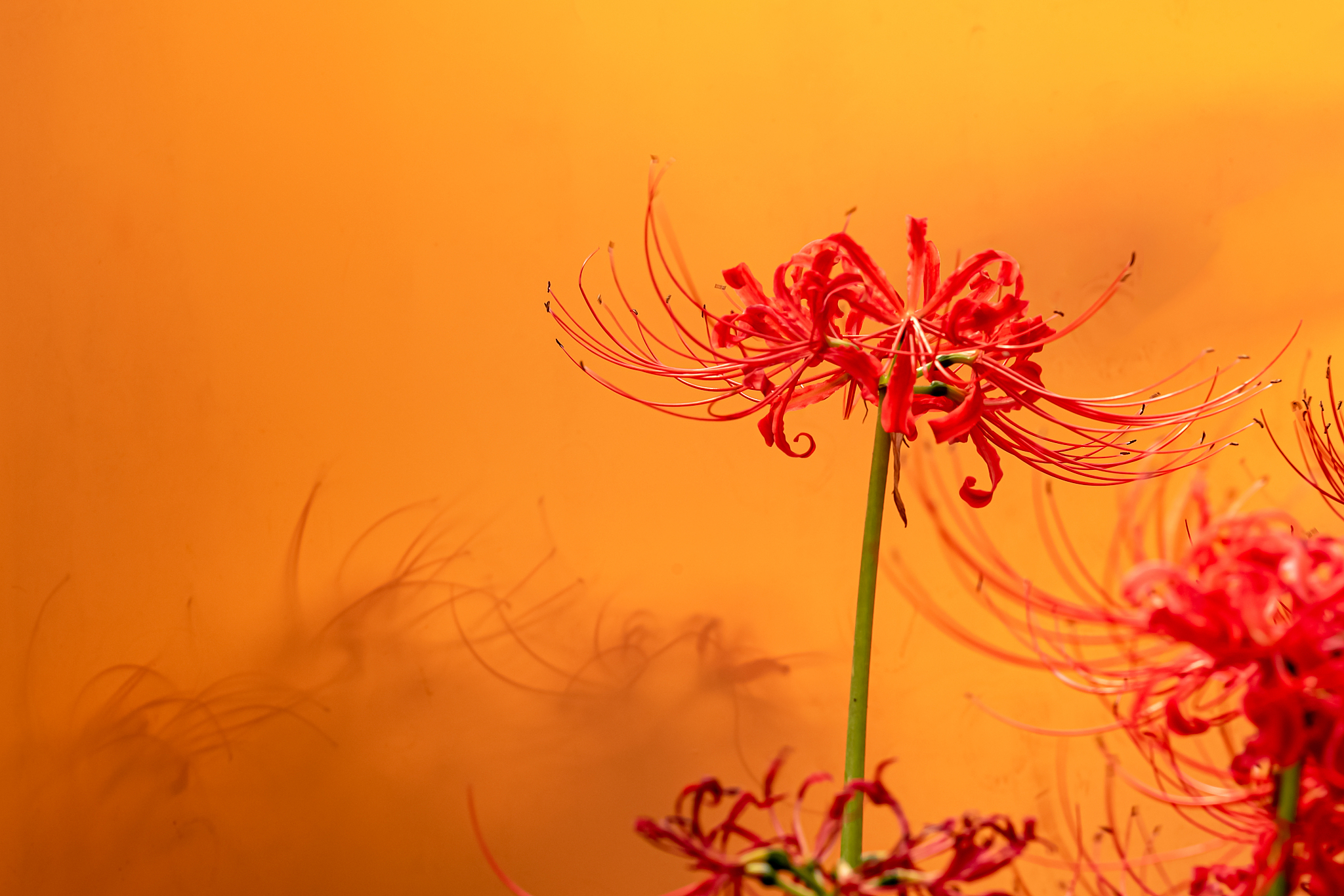 在冥界的角落,有一株特殊的曼珠沙华,名为离别