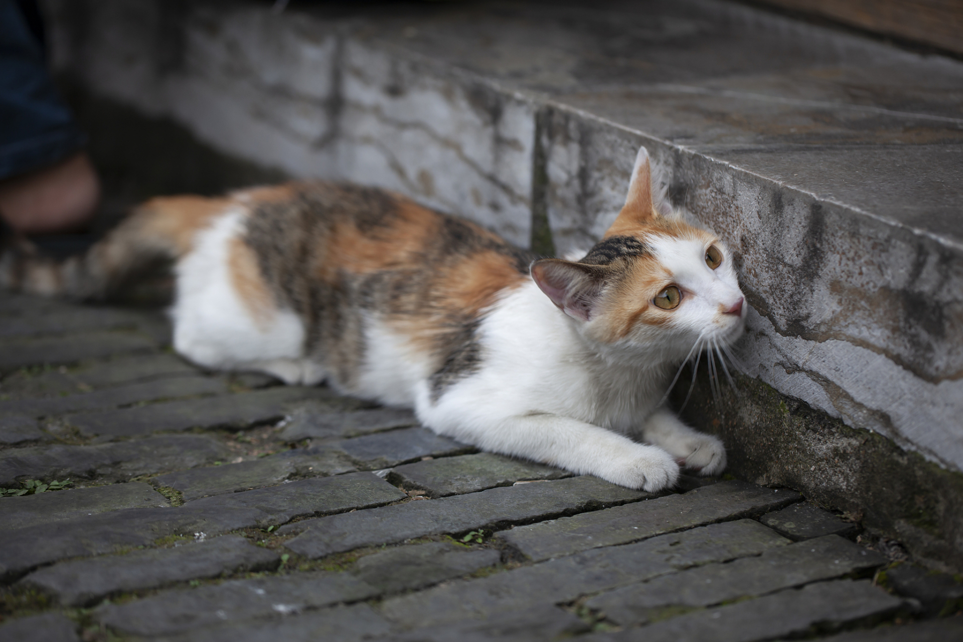 有些农村的猫咪是散养的,是有机会出门的.
