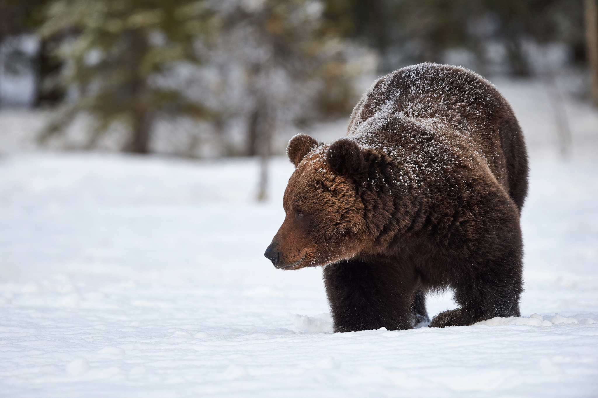 灰熊是北美最危险的野生动物之一,体重可达600公斤,奔跑速度超过50