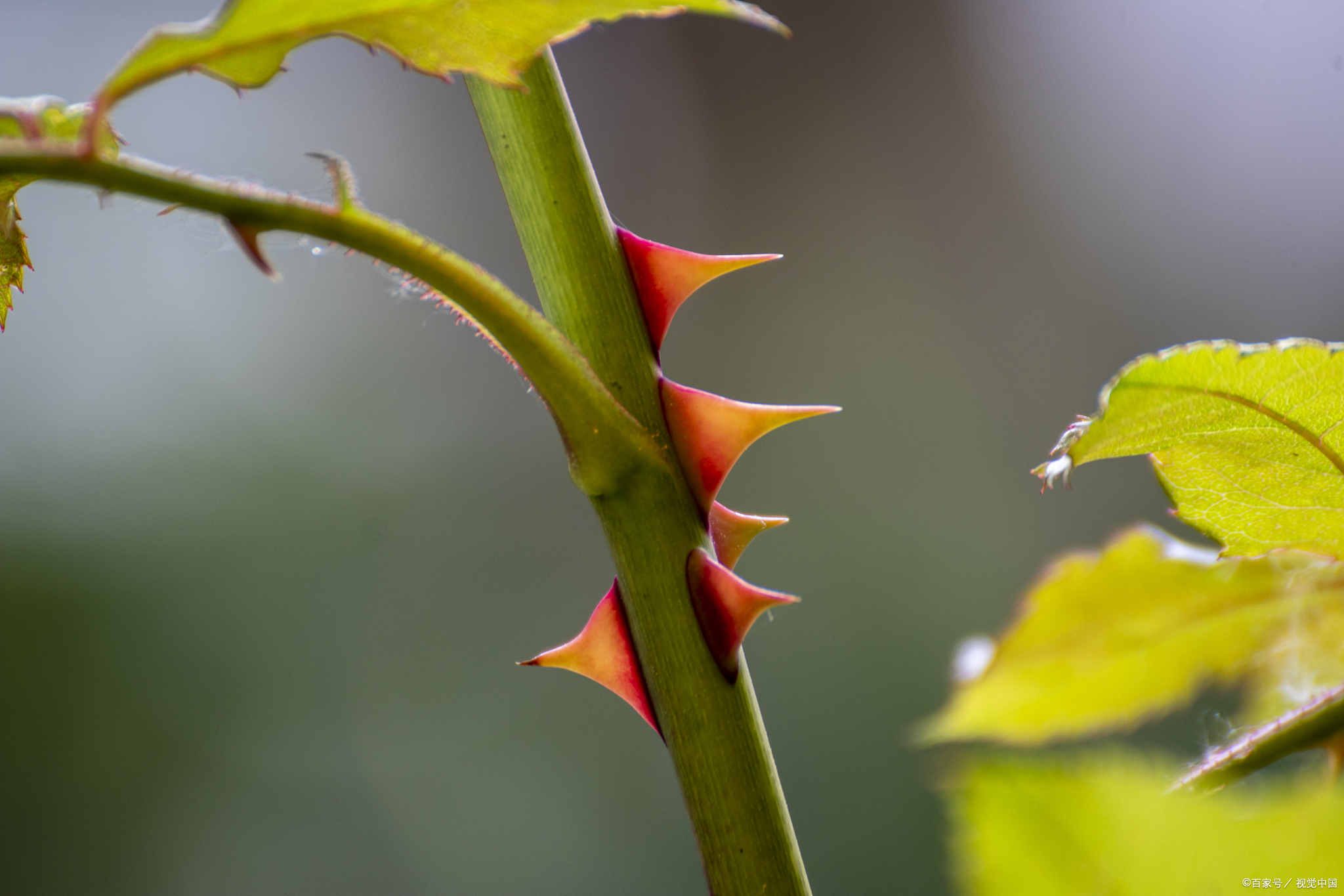 月季有刺吗?原来带刺的不止玫瑰