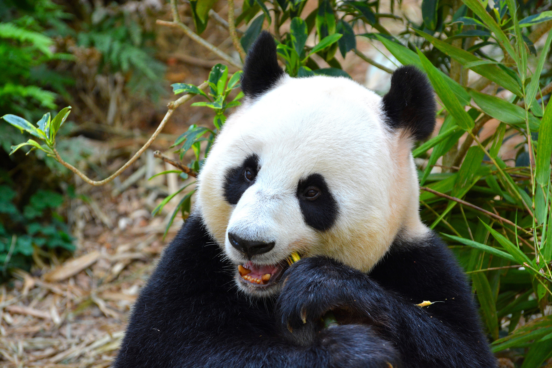 23岁的大熊猫成功,这位被誉为洁癖公主的国宝级动物,在9月3日早上在