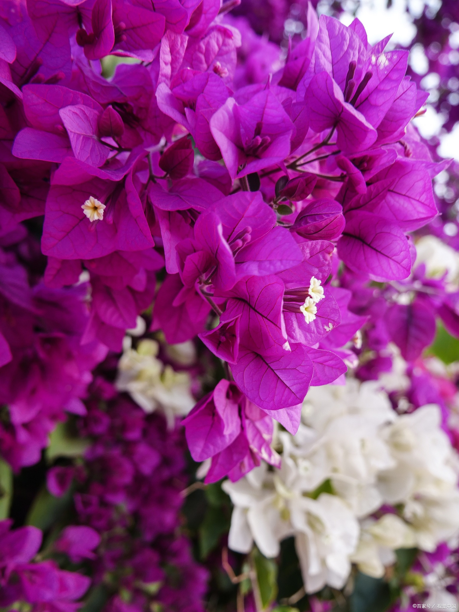 夕颜花:短暂而美丽的生命礼赞