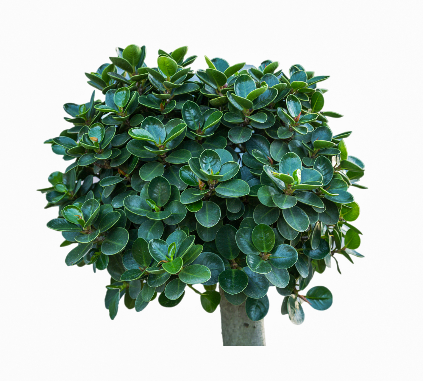 如果你的圆叶福禄桐(也称为黄花梨)的叶片边缘出现黄化,可能是由以下