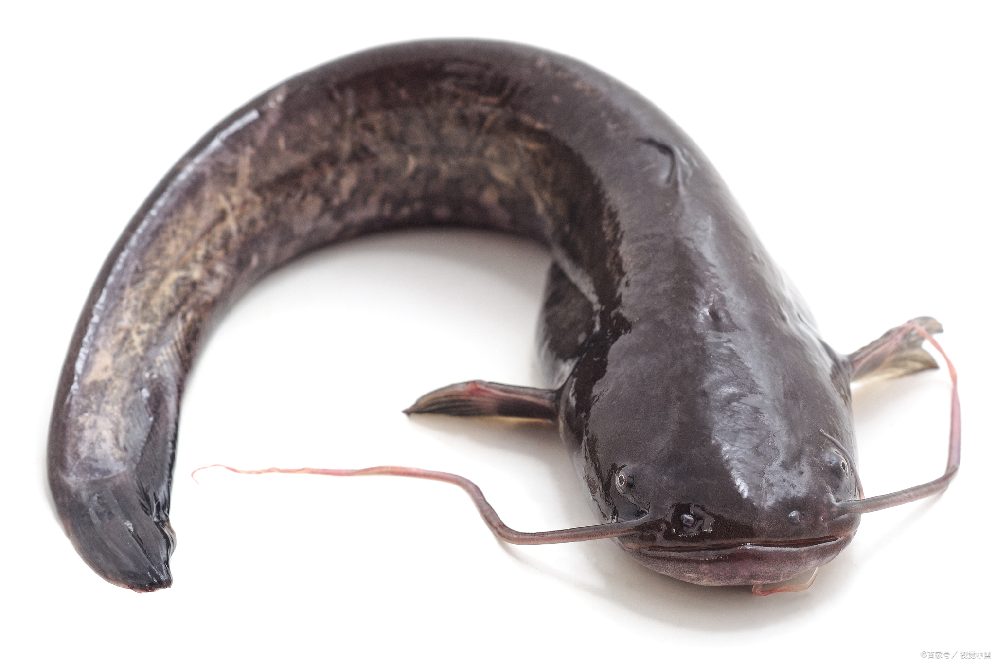 鲶鱼为什么不建议吃?