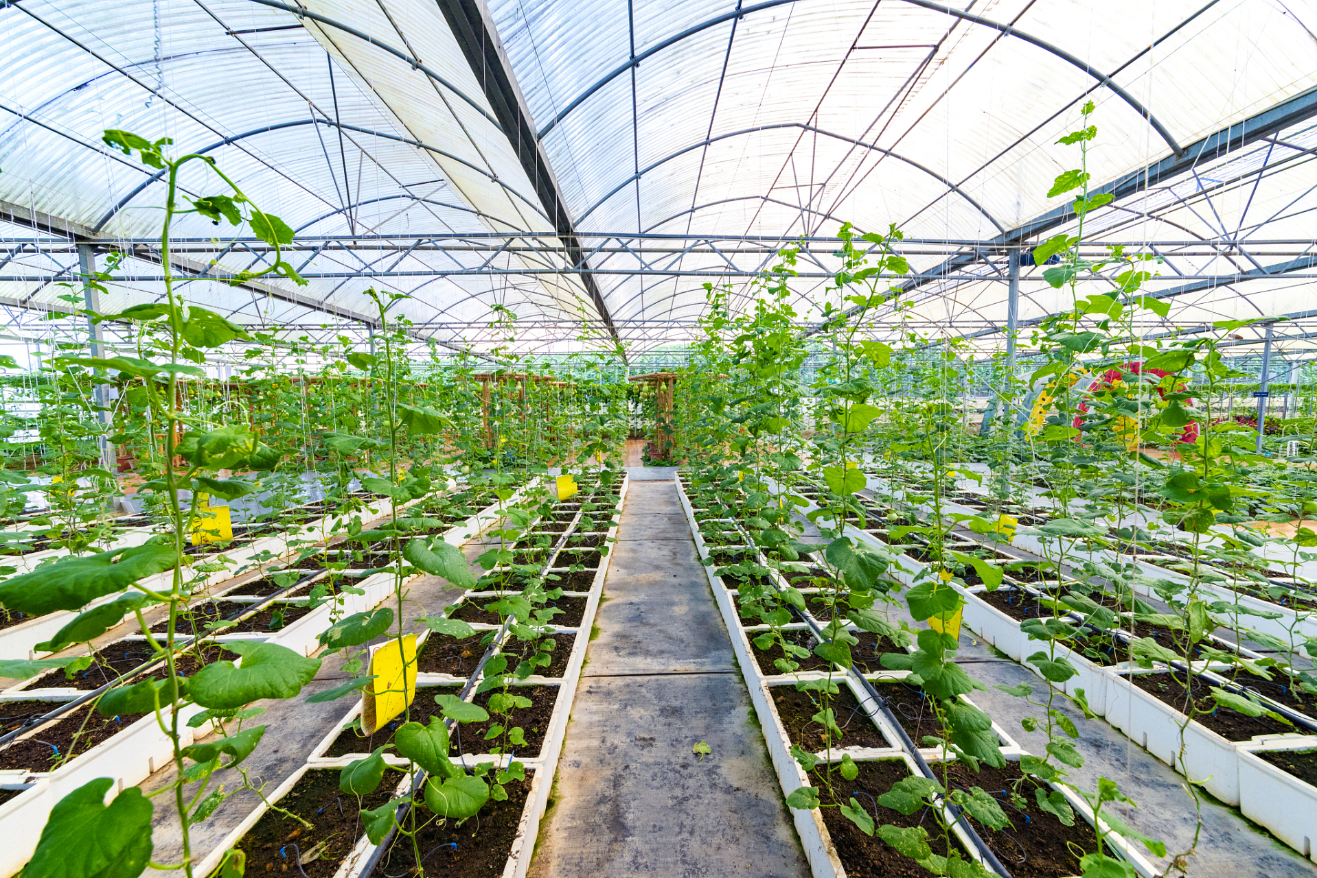 大棚蔬菜种植是一种现代农业技术,通过搭建温室提供适宜的环境控制,为