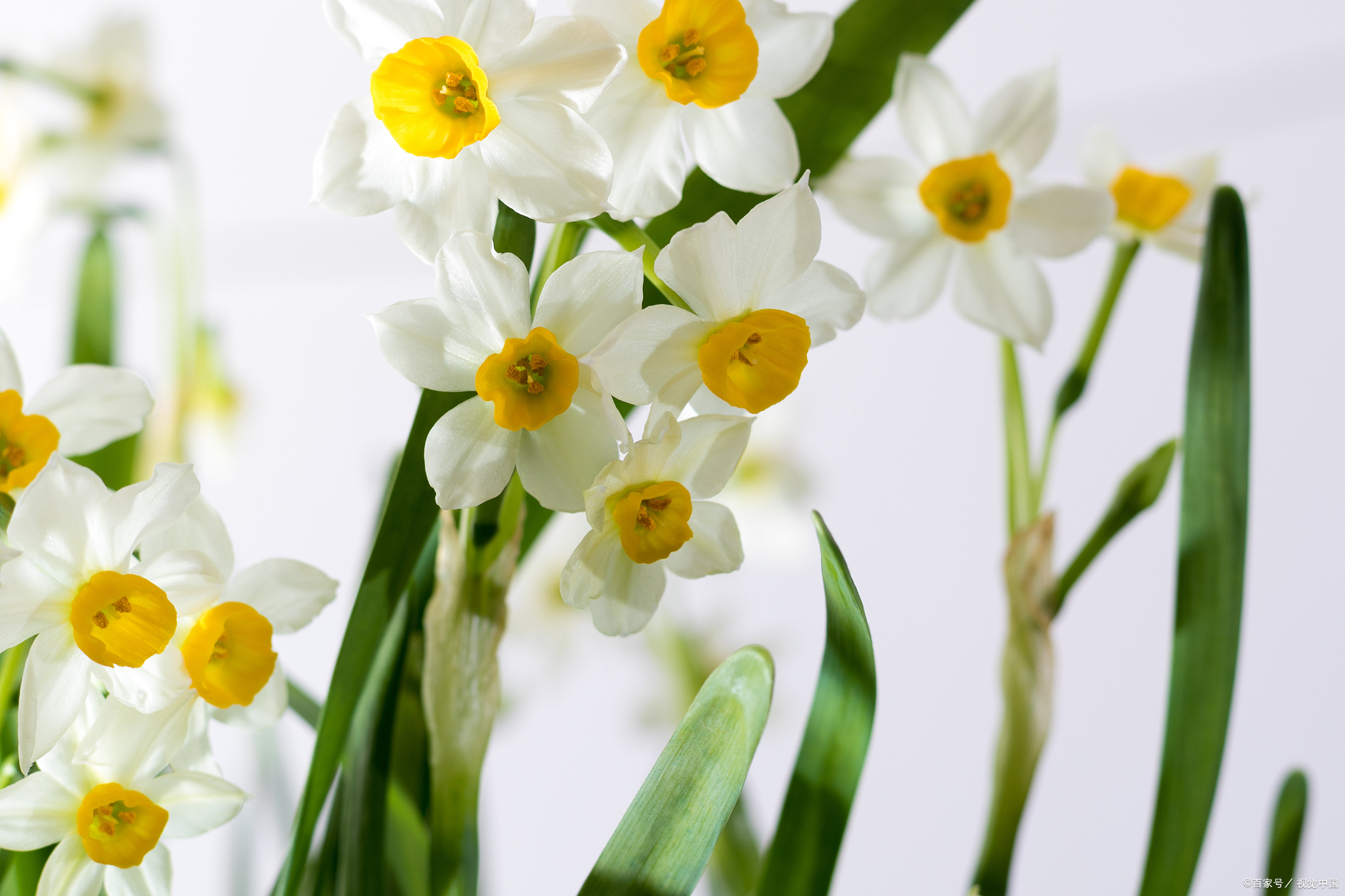 花开春暖,水仙花的品种和养护技巧