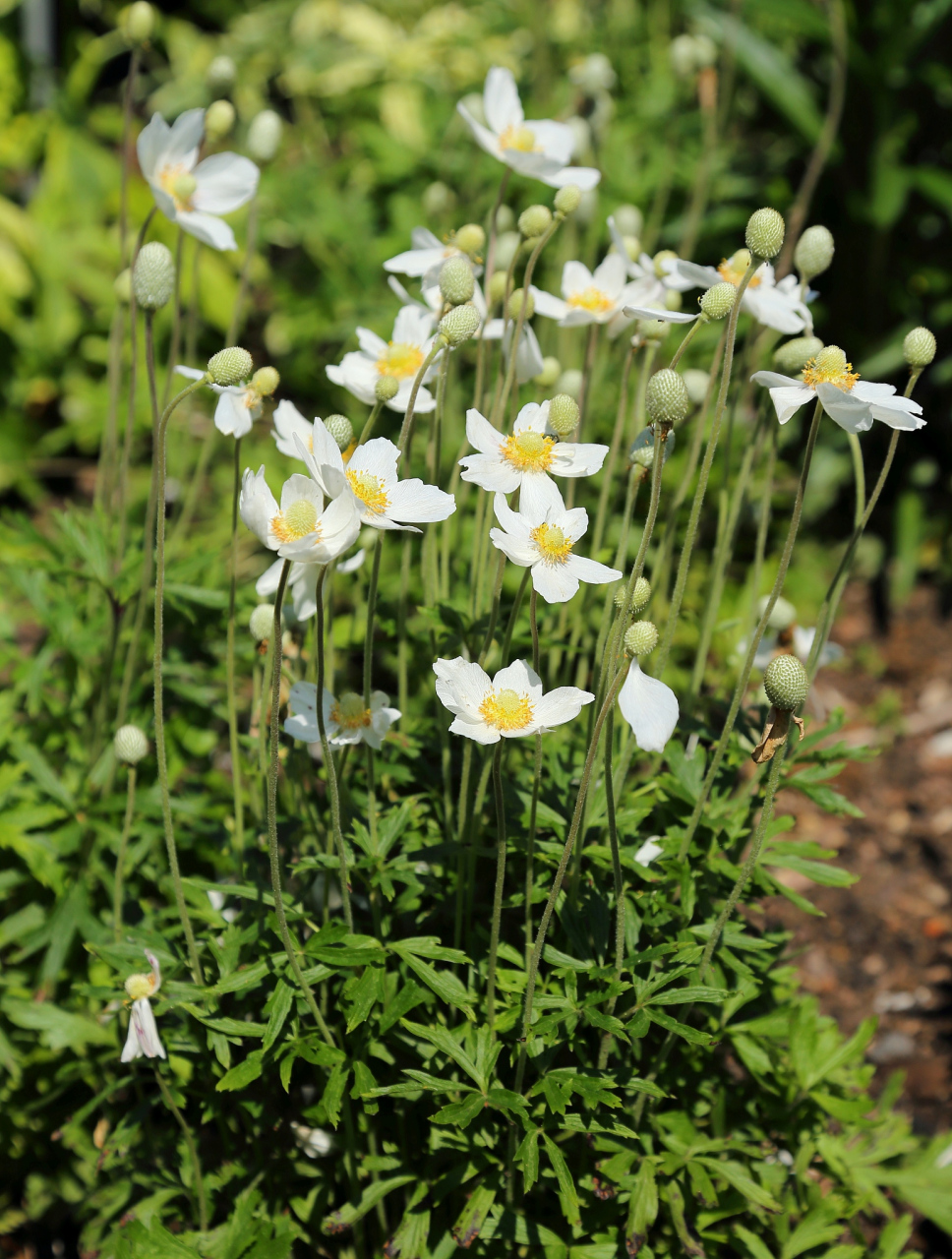 日本银莲花花语图片