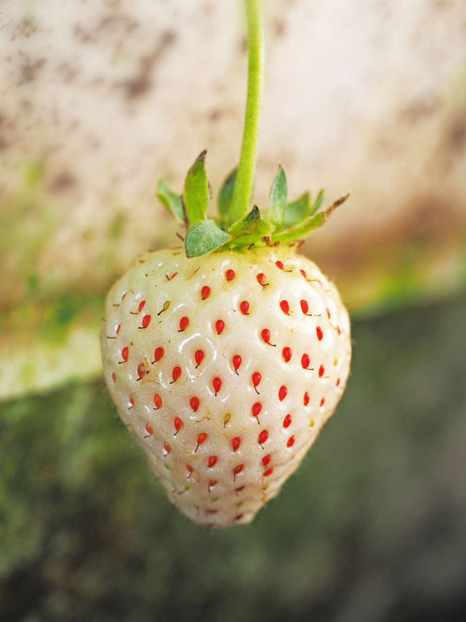 白草莓是转基因水果吗?