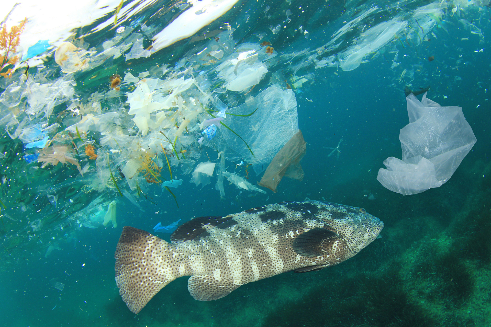 海洋污染是指人类活动引起的海洋环境质量的恶化