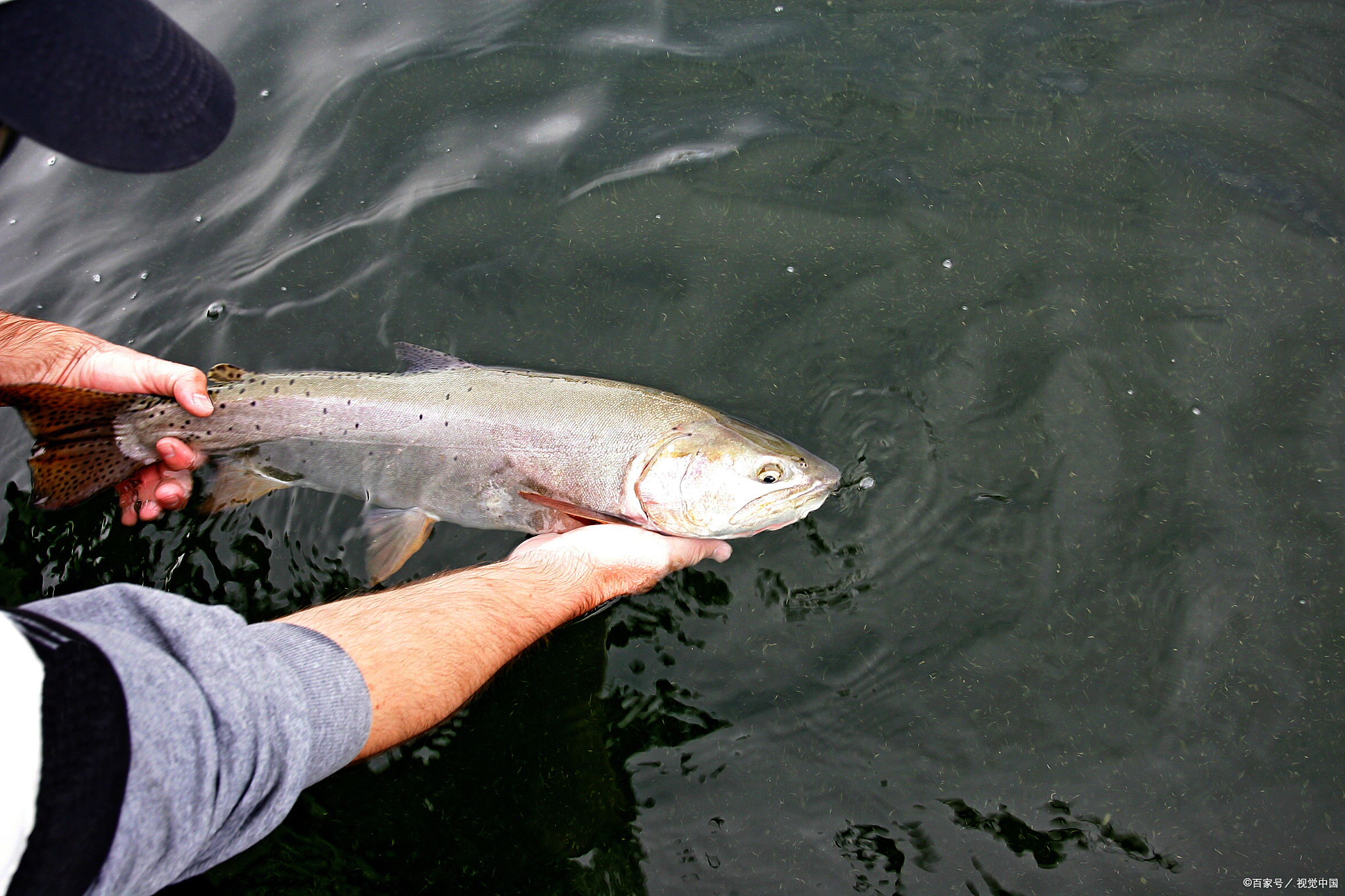 夜钓翘嘴鱼钓法技巧和用饵技巧