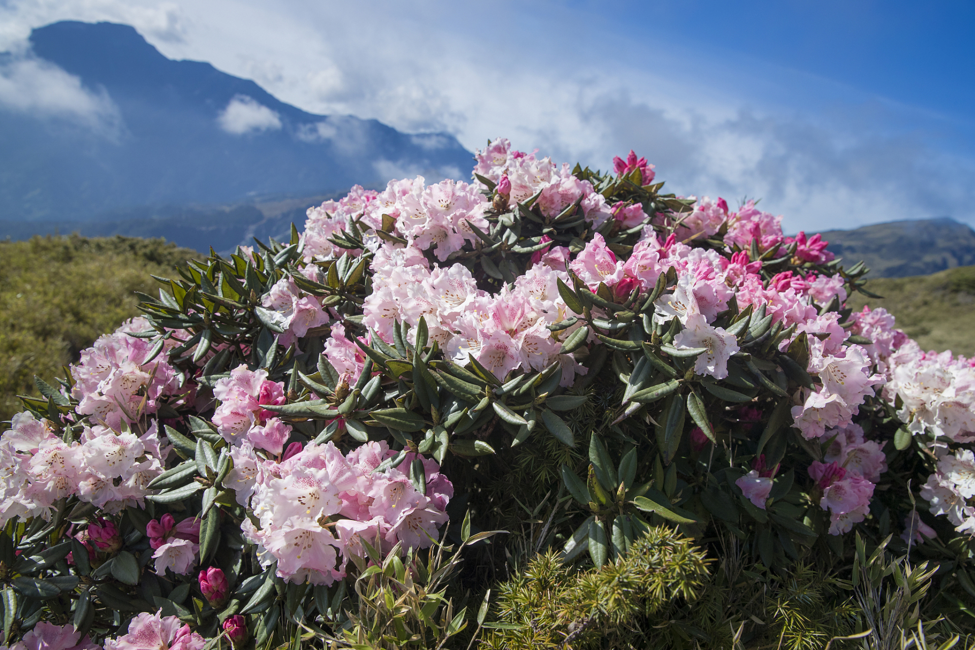 随着气温的逐渐升高,道孚县甲村的高山杜鹃竞相绽放,为当地的藏族村寨