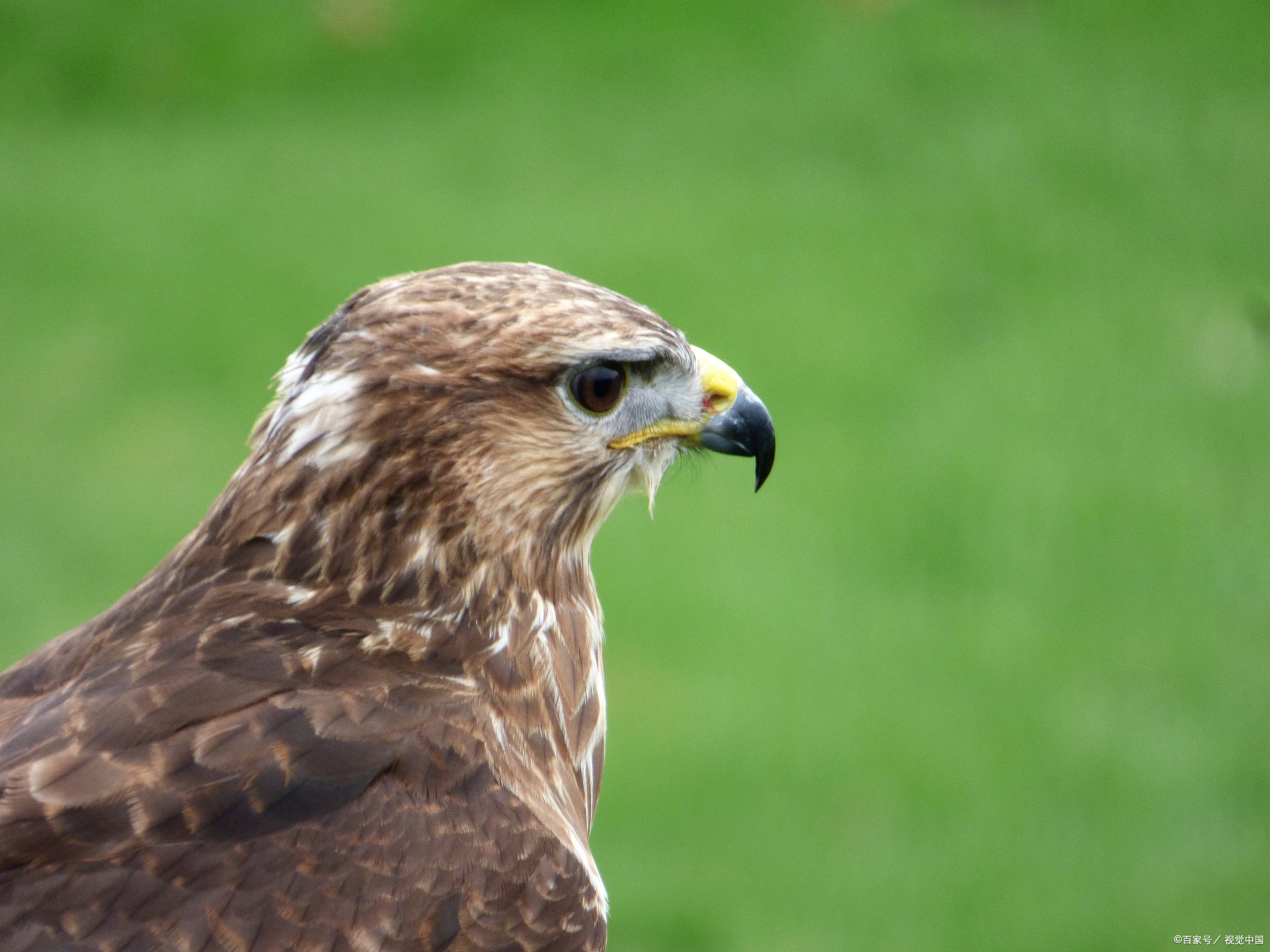 隼的种类有哪些种类