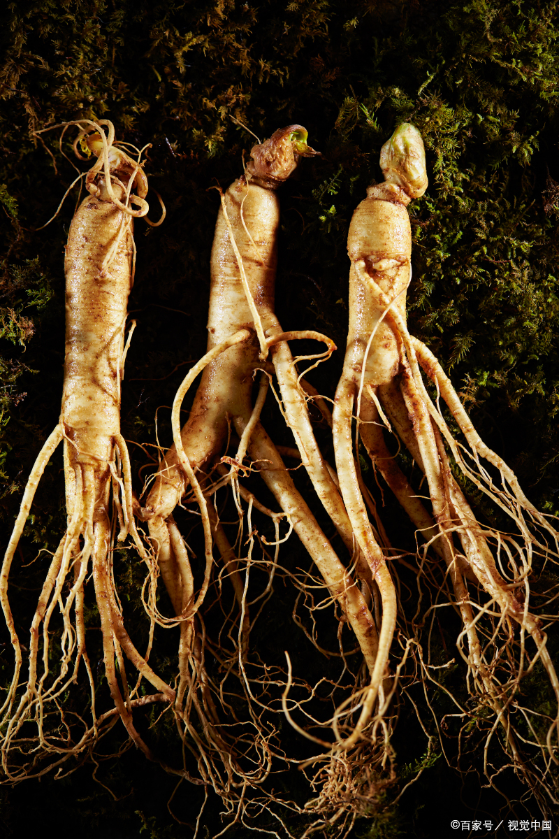 与人参相似的植物有哪几种