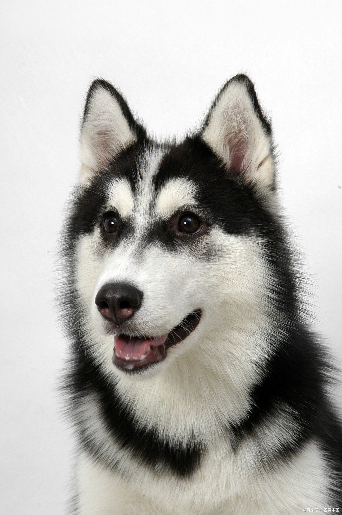 哈士奇为什么被称为二哈