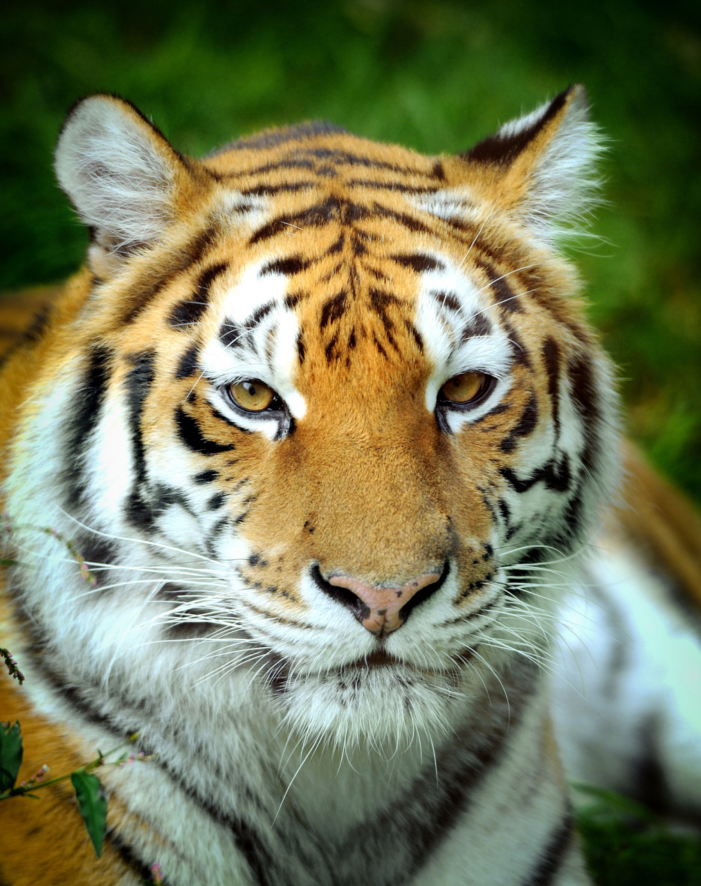 东北虎出没村民喂狗发现只剩狗头#   近日,东北连续的暴雪,不光给