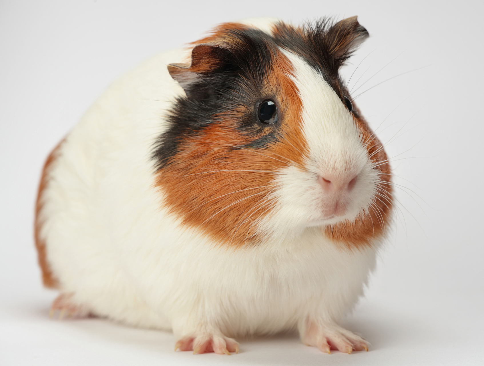 一,小香猪,又名迷你猪.一只自带体香的烤乳猪,不对是小香猪.