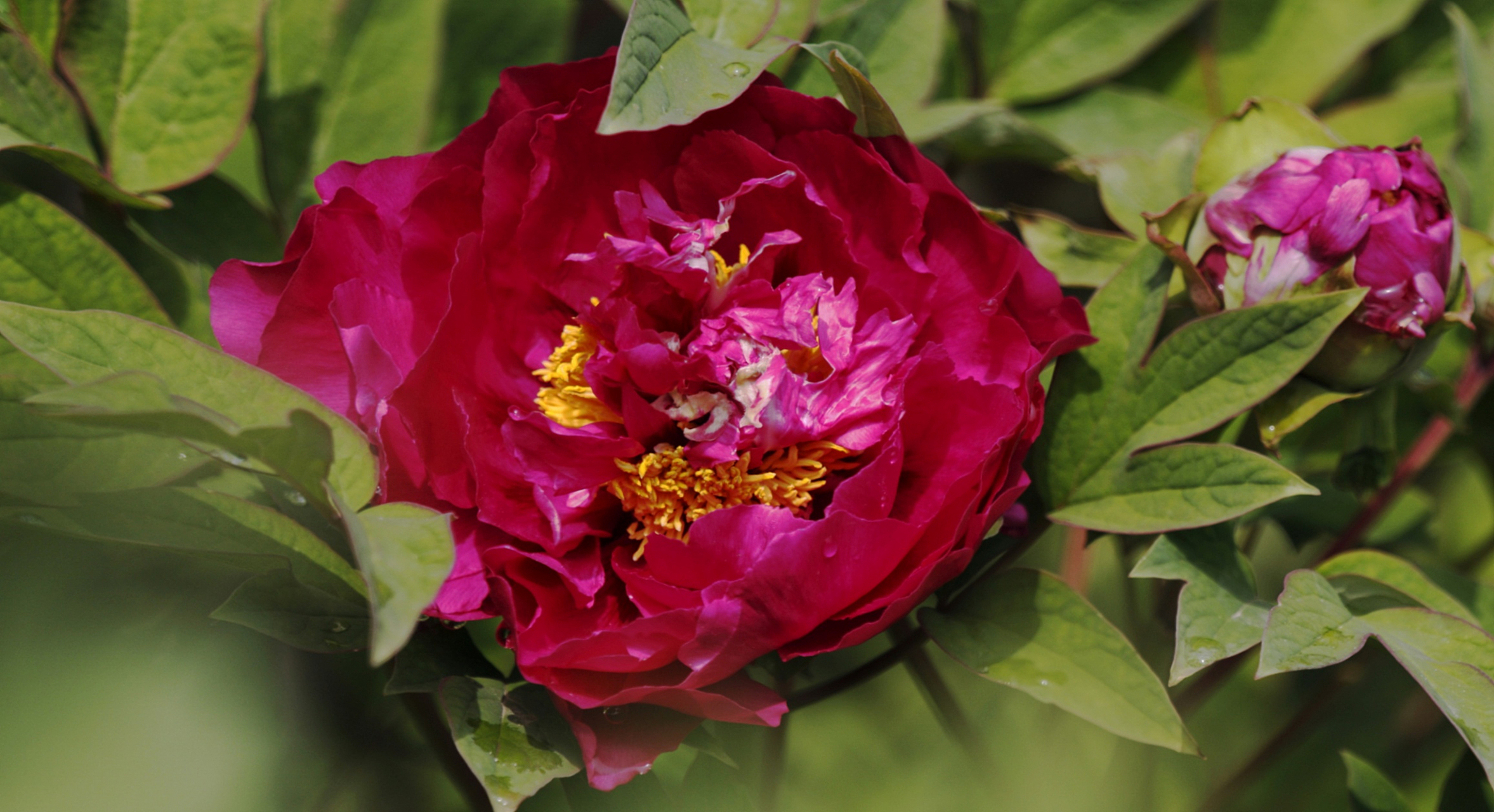 2024年4月12日旅游热点 近日菏泽百花园的黑牡丹"赛墨莲"成了焦点