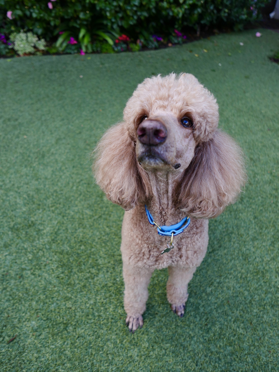 因此,香槟色泰迪长大后往往具有很高的观赏价值.#国足晋级18强赛