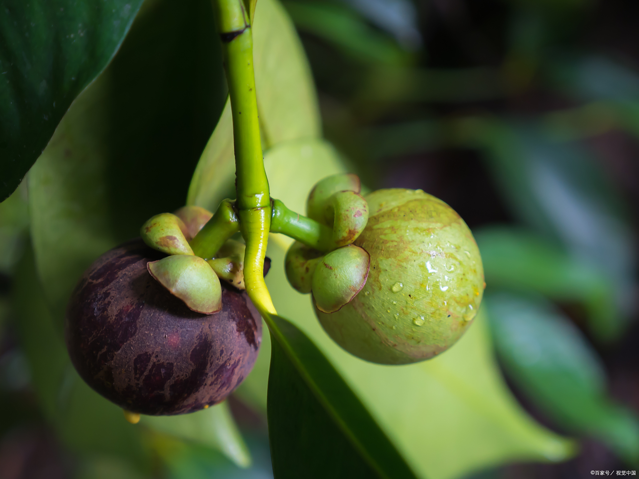 代代花(代代花性味) 第3张