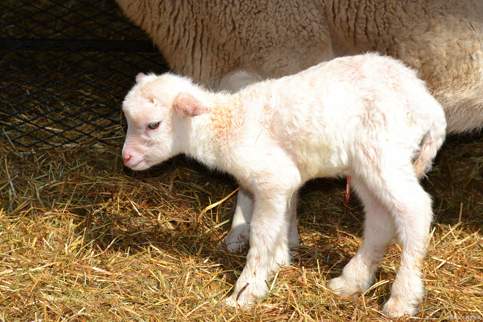 一啃⊙蚋岢そ锹鹜牙胙蛉旱 小羊图片看起来有灵气的羊小羊几个月才