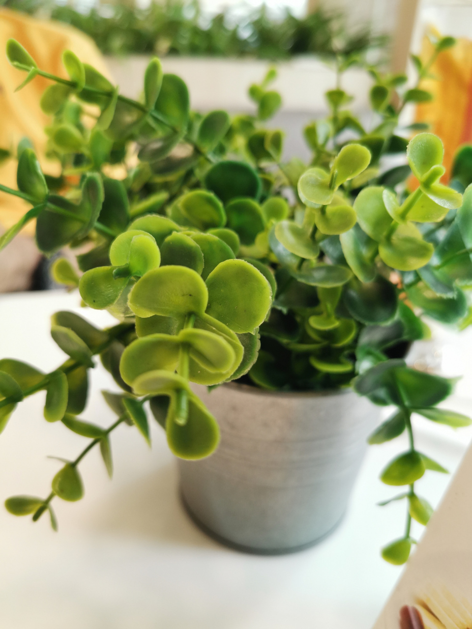 大家可能听过碰碰香这个名字,又或者被人唤作绒毛香茶菜.