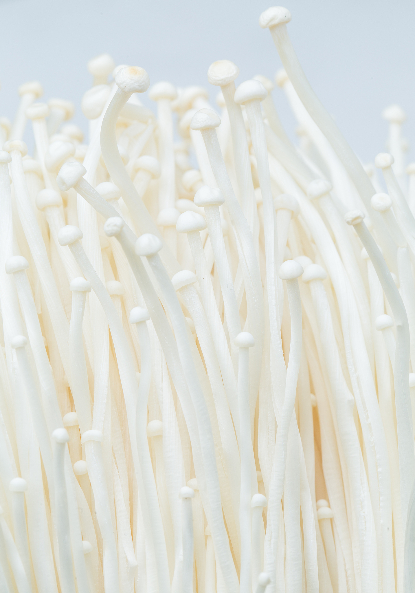 金针菇不焯水直接炒可以吗?金针菇烹饪小百科