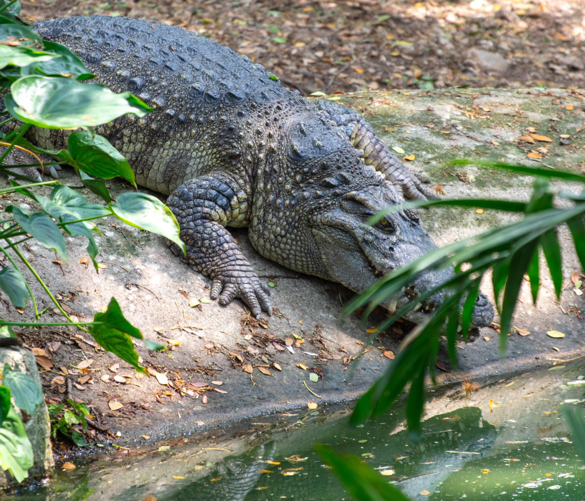 据说,同属于爬行动物的鳄鱼,一旦上岸,一定会小心翼翼地沿着原来的路