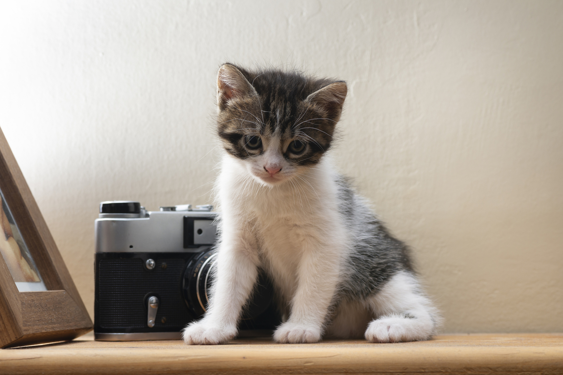 小奶猫 可爱图片