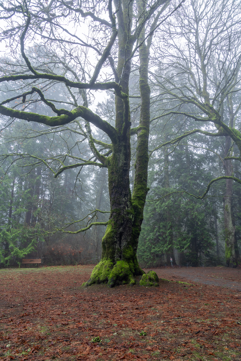 栽树要多砸,栽上枯树也发芽