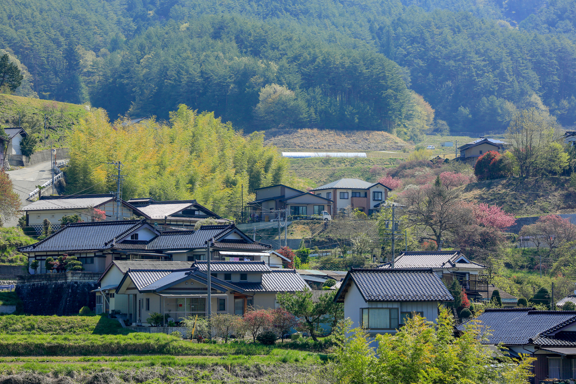 我来自北方的一个小山村,这里四季分明,空气清新,是我难得的人间仙境.