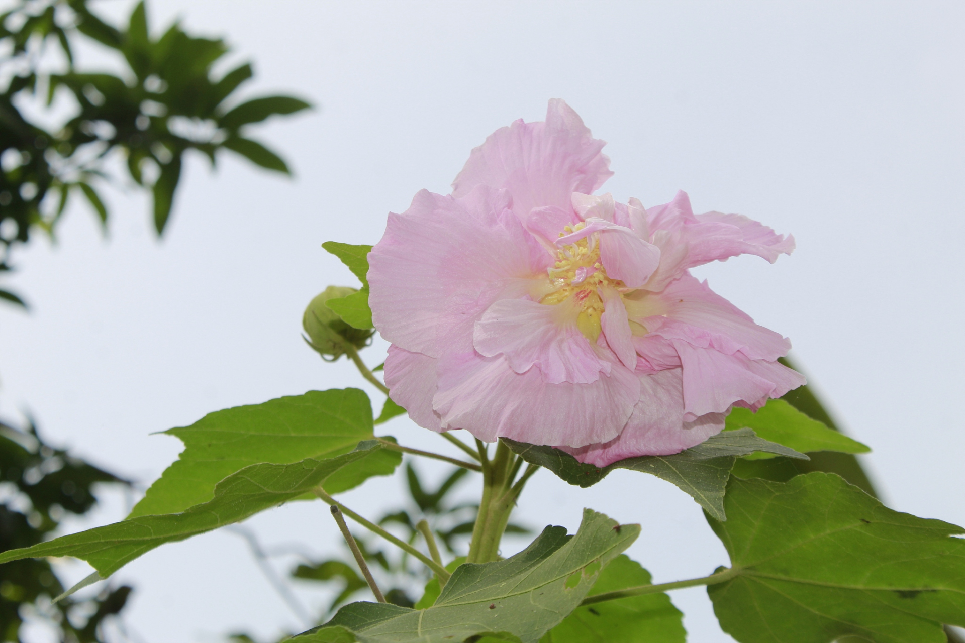 拒霜花花语图片