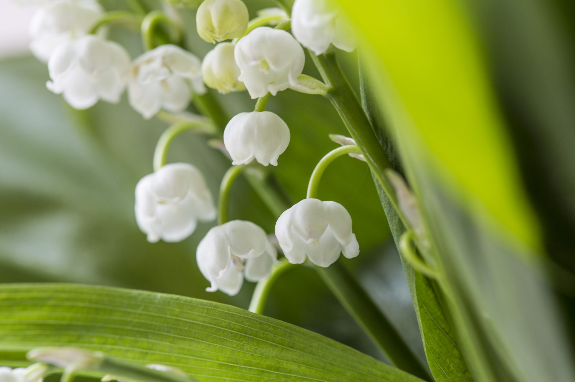 铃兰花是一种优雅,高贵的花卉,它的花语是纯洁,高雅和幸福.