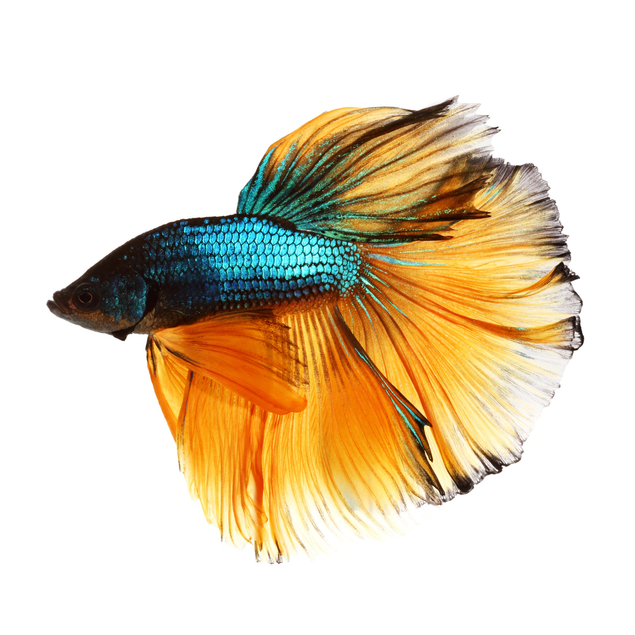 斗鱼是一种外观绝美的热带鱼,它们拥有飘逸的尾巴,可以随意舒展,展现