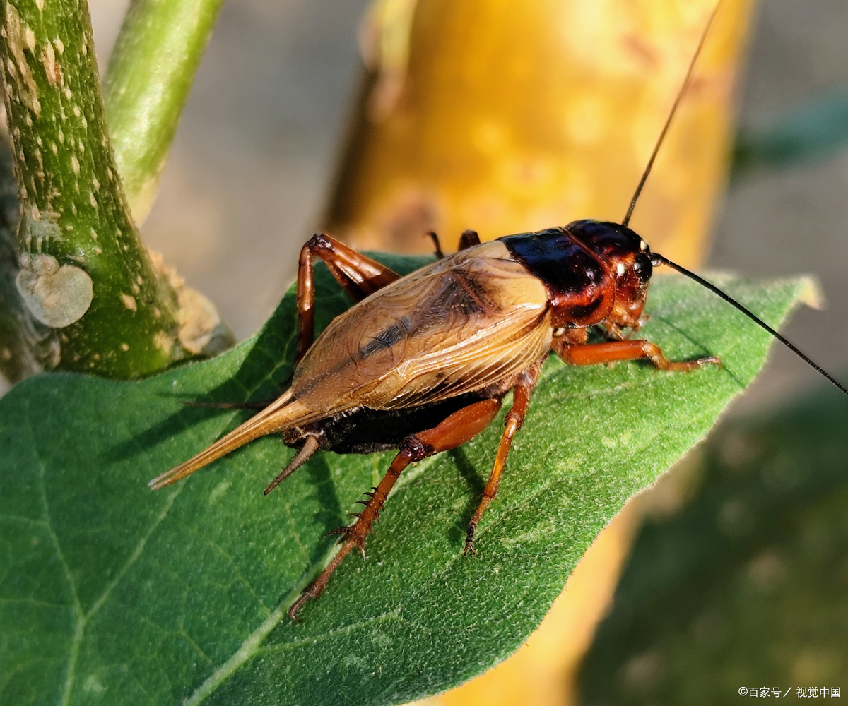 蟋蟀吃什么怎么喂养
