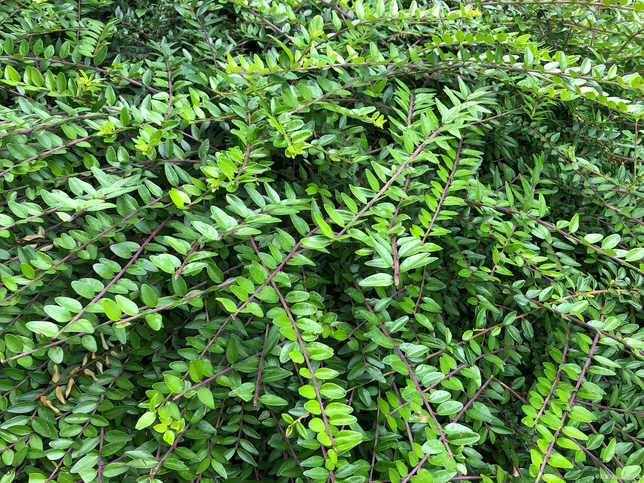 鸡骨草,又称为鸡冠花,它有什么功效呢?