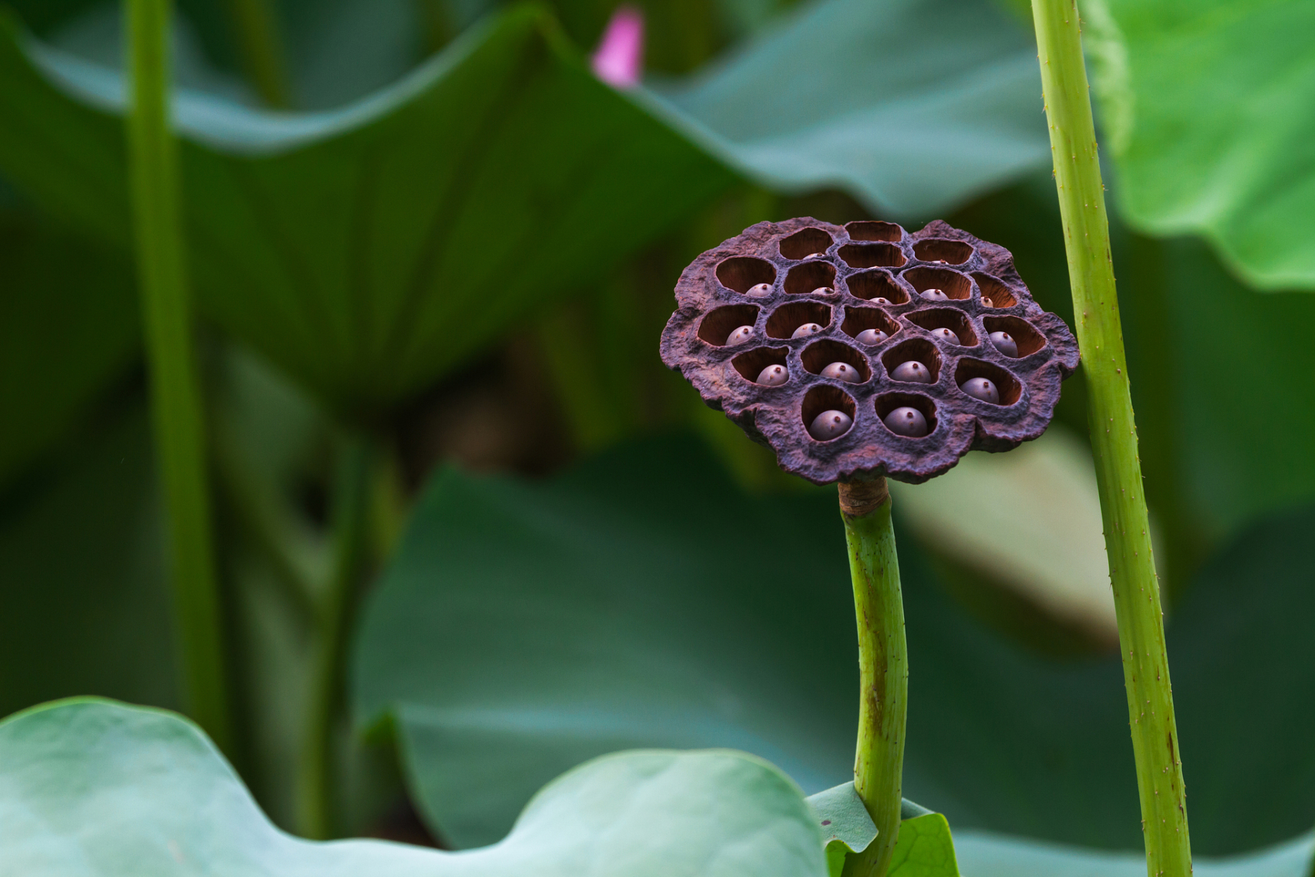 荷叶靠莲蓬传播种子,成熟时折断掉入水中,莲子附在莲蓬上随水流漂浮