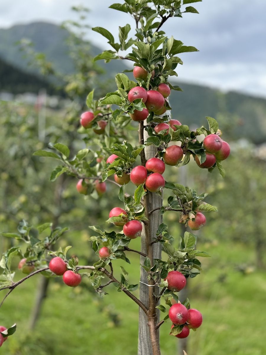 如何防治苹果腐烂病?