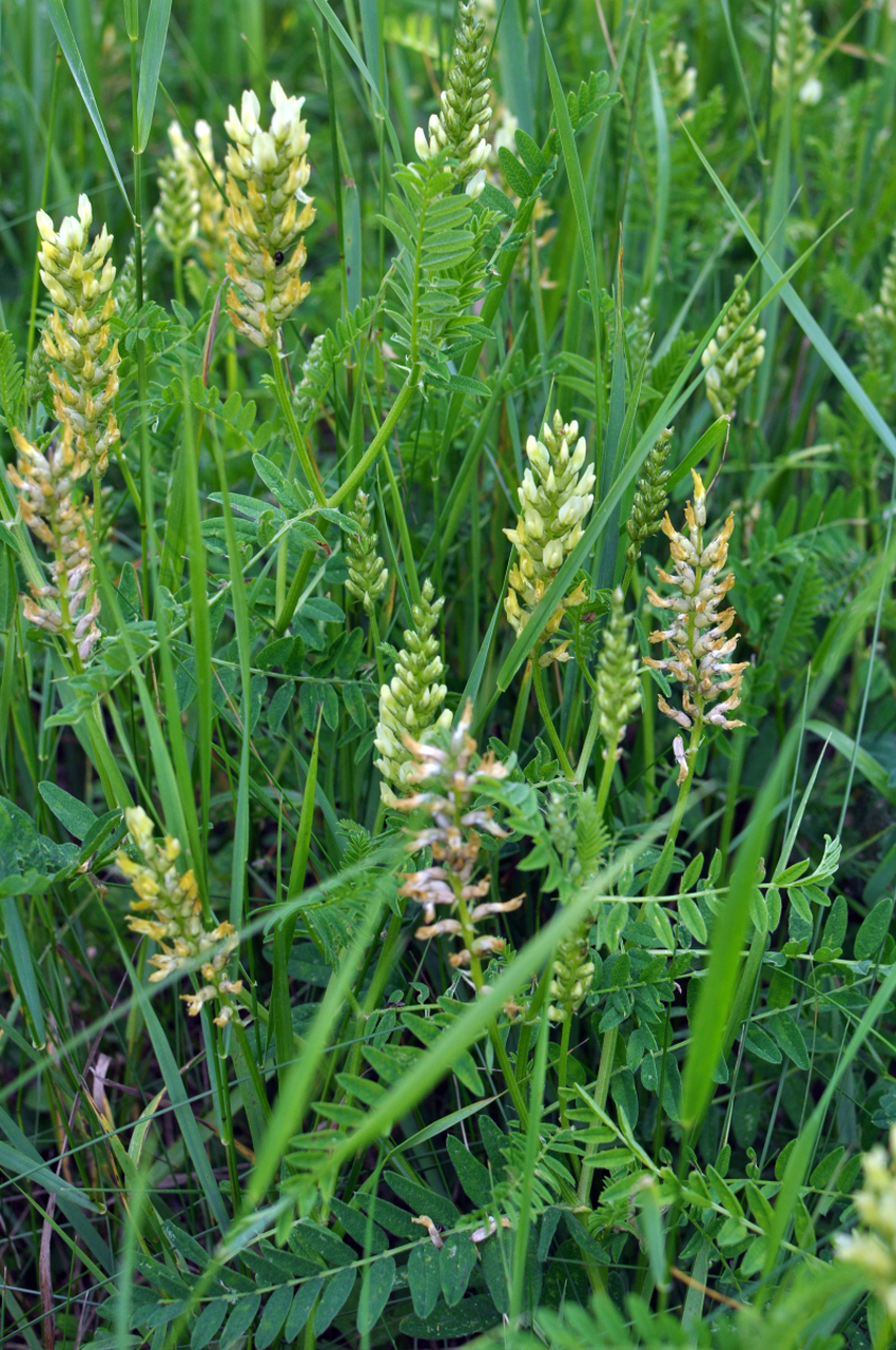 黄芪的药用价值很高,能够增强人体免疫力,促进新陈代谢,对于免疫力低