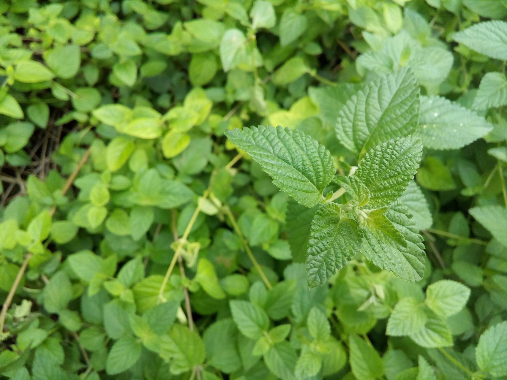 重用豨莶草治好患者的中风,我想说:真正的医者,哪怕诱惑再多,也不会