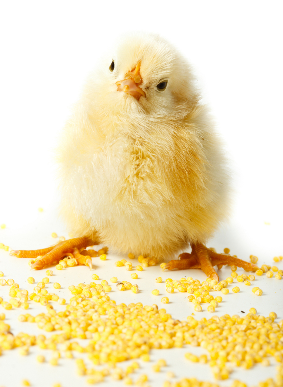 从生理学的角度来看,小鸡需要水分来维持其体温的稳定,参与新陈代谢