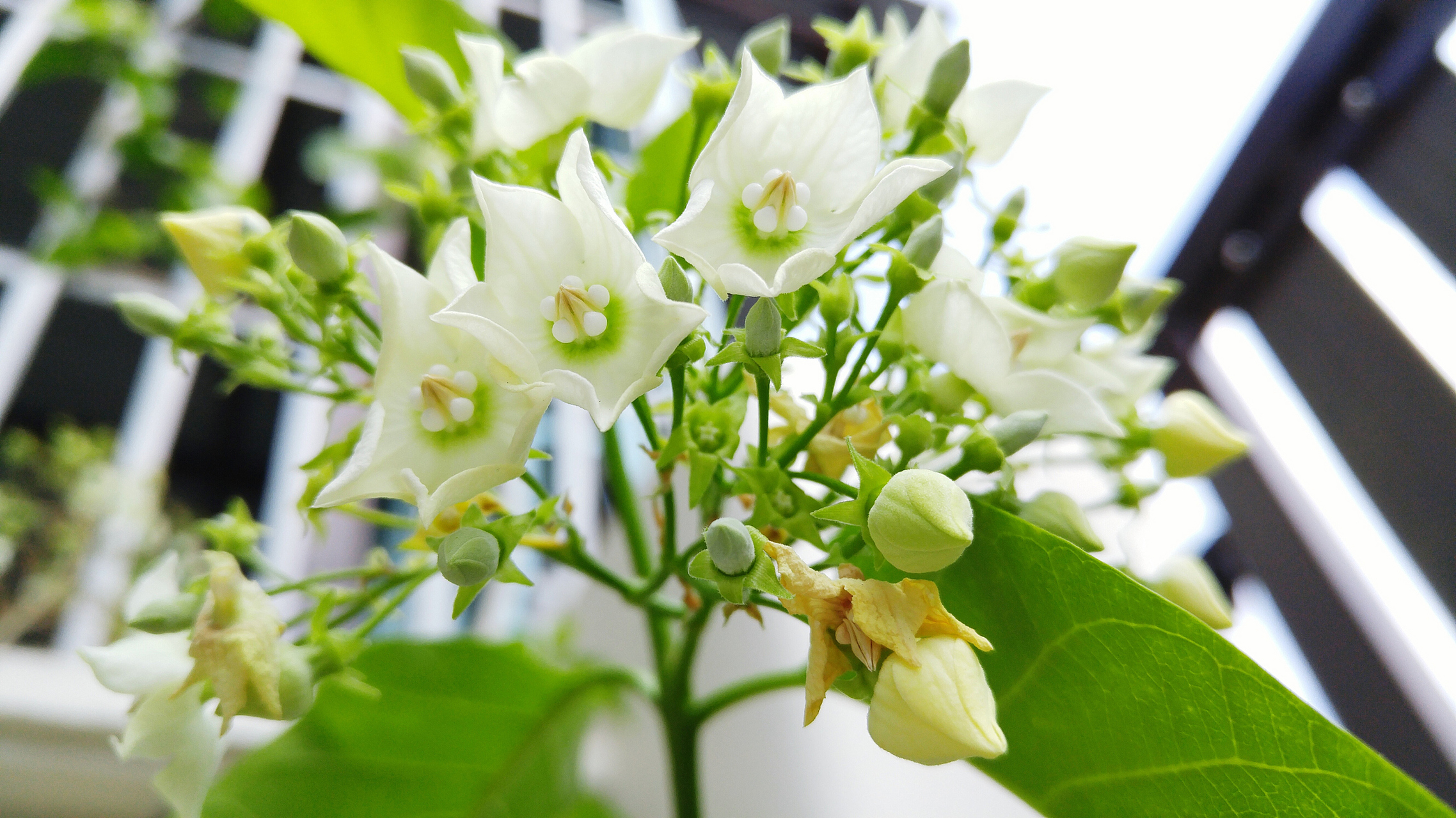 这是因为,"夜来香"传播花粉的